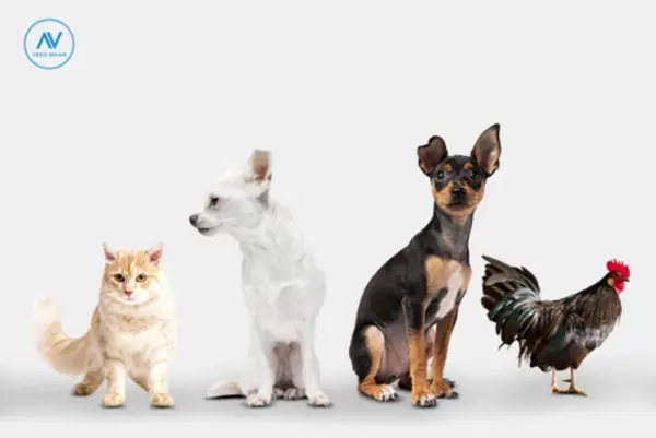 Profita acum de ofertele la medicamente de uz veterinar, de la Vero Anima