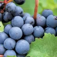 Vand vin podgorie, sauvignon blanc, riesling italian, pinoit noir