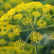 Galbanum o planta miraculoasa