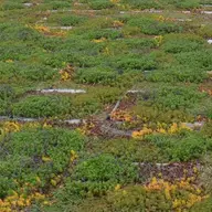 Descopera un nou trend: acoperis terasa verde pentru rezidente prietenoase cu mediul