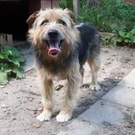 Asociatia de protectie a animalelor Minis