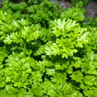 Conditiile optime pentru plantarea patrunjelului - sanatos si natural