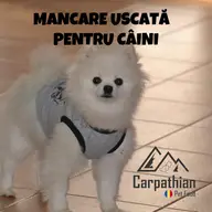 Descoperă o hrană delicioasă pentru câinele tău