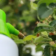 Rolul pesticidelor în gradina ta: ce sa alegi, cum sa le aplici si unde le gasesti