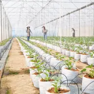 Beneficiile investițiilor în irigații susținute de credite agricole