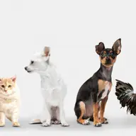 Profita acum de ofertele la medicamente de uz veterinar, de la Vero Anima