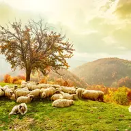 Ecoturismul pune România pe harta destinațiilor turistice internaționale?