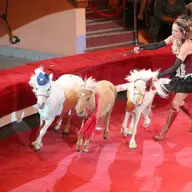 Beneficiile circului fără animale