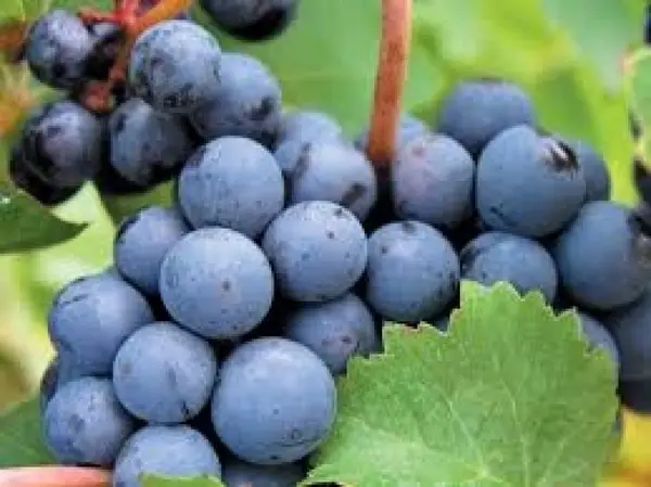 Vand vin podgorie, sauvignon blanc, riesling italian, pinoit noir