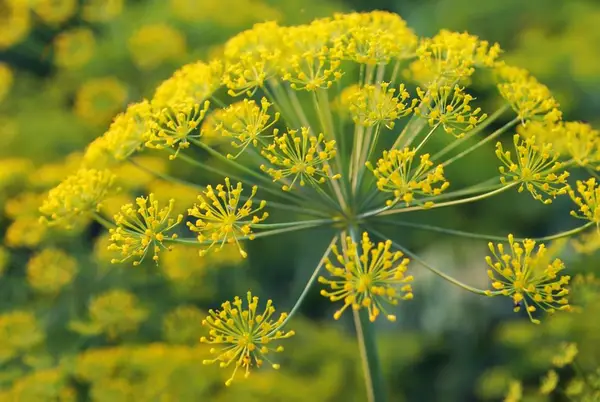 Galbanum o planta miraculoasa