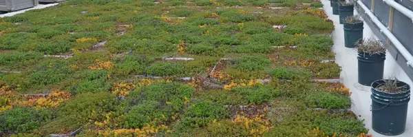 Descopera un nou trend: acoperis terasa verde pentru rezidente prietenoase cu mediul