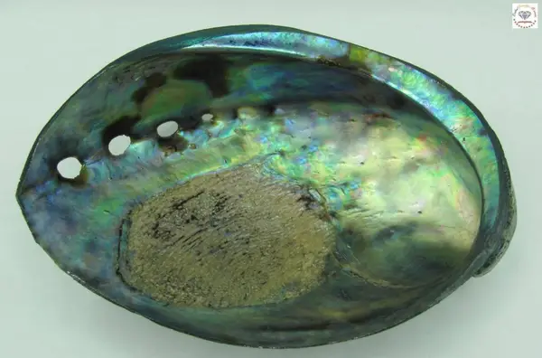 Abalone - Regina gemelor organice
