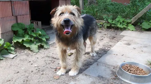 Asociatia de protectie a animalelor Minis
