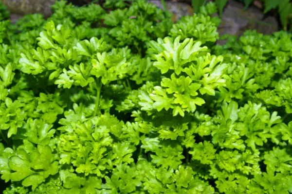 Conditiile optime pentru plantarea patrunjelului - sanatos si natural