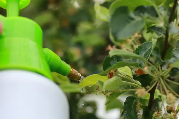 Rolul pesticidelor în gradina ta: ce sa alegi, cum sa le aplici si unde le gasesti