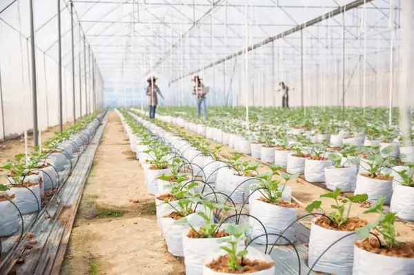 Beneficiile investițiilor în irigații susținute de credite agricole