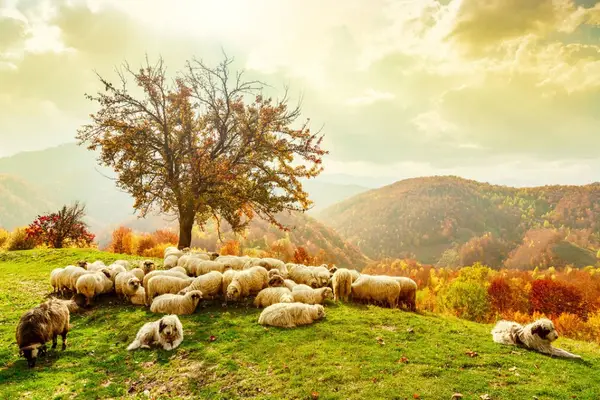 Ecoturismul pune România pe harta destinațiilor turistice internaționale?