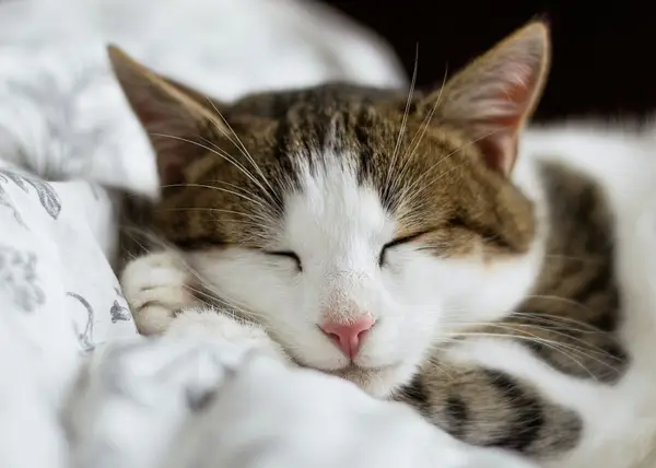 Rutina ideală pentru o relație armonioasă cu animalul tău