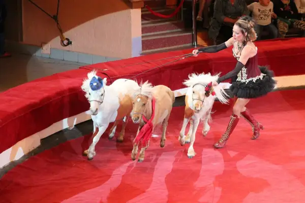 Beneficiile circului fără animale