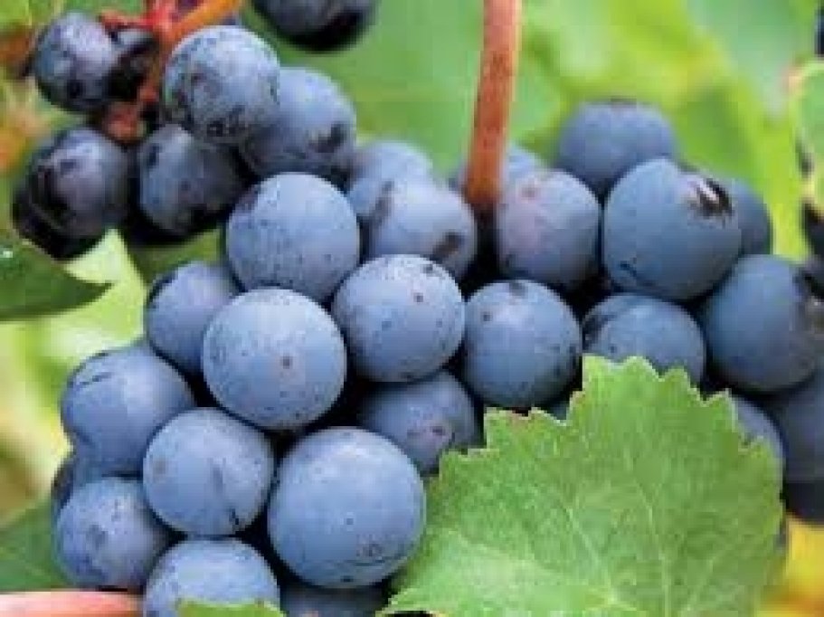 Vand vin podgorie, sauvignon blanc, riesling italian, pinoit noir